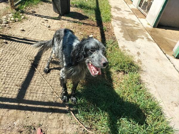 MIRKO, SPLENDIDO GIOVANE SETTER, CERCA FAMIGLIA Foto 4